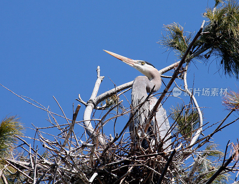 栖息Blue Heron